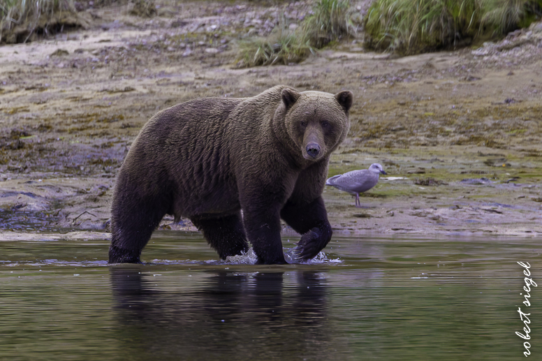 alaska